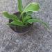 Perene: HOSTA albomarginata, slika2
